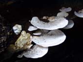 Coriolus